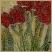Red Tulips - 329